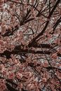 Photograph of a Tree with Pink Cherry Blossom Flowers