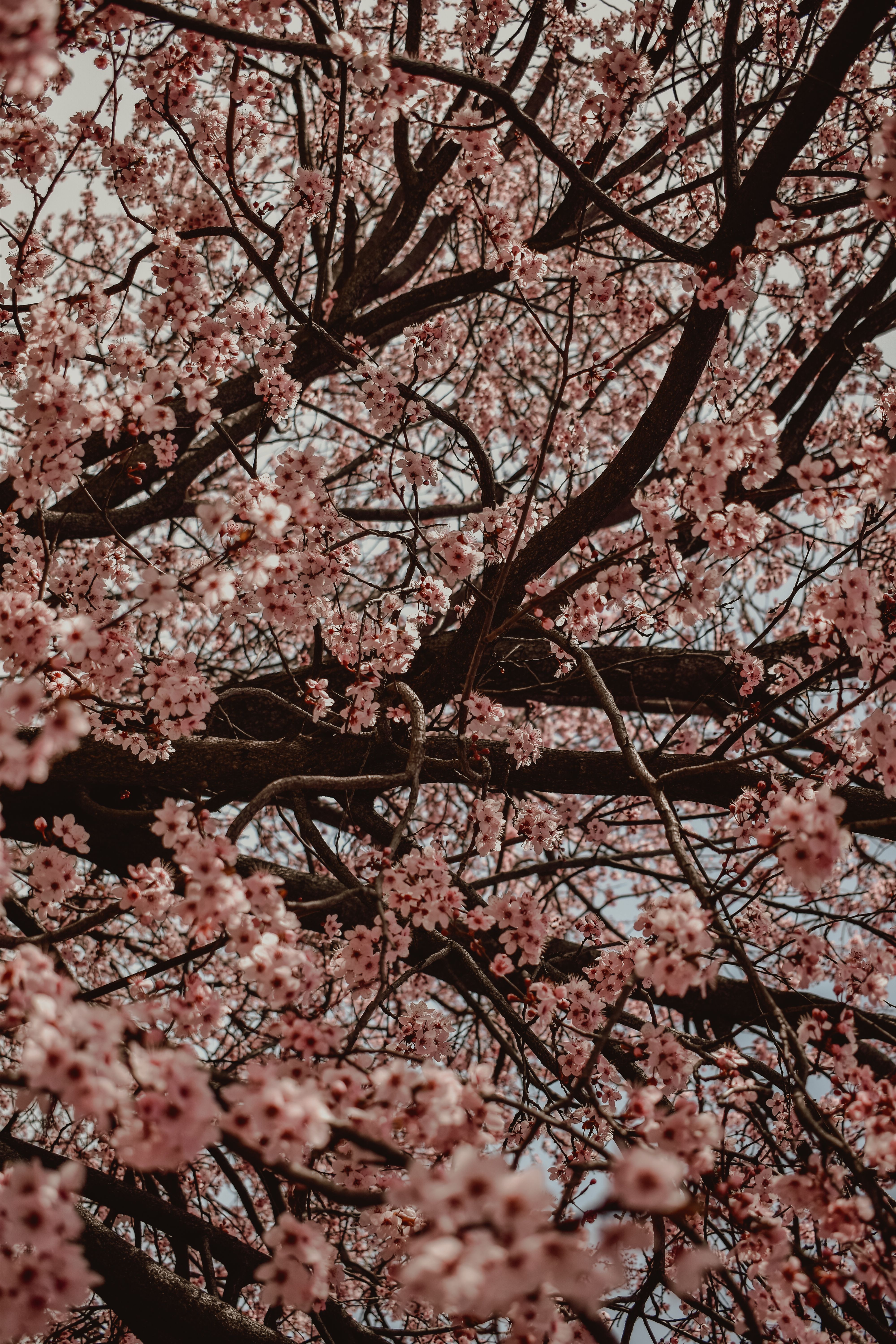 Photograph of a Tree with Pink Cherry Blossom Flowers · Free Stock Photo