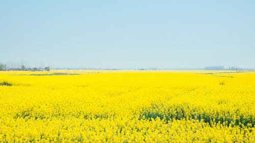 Fotobanka s bezplatnými fotkami na tému farma, flóra, hracie pole