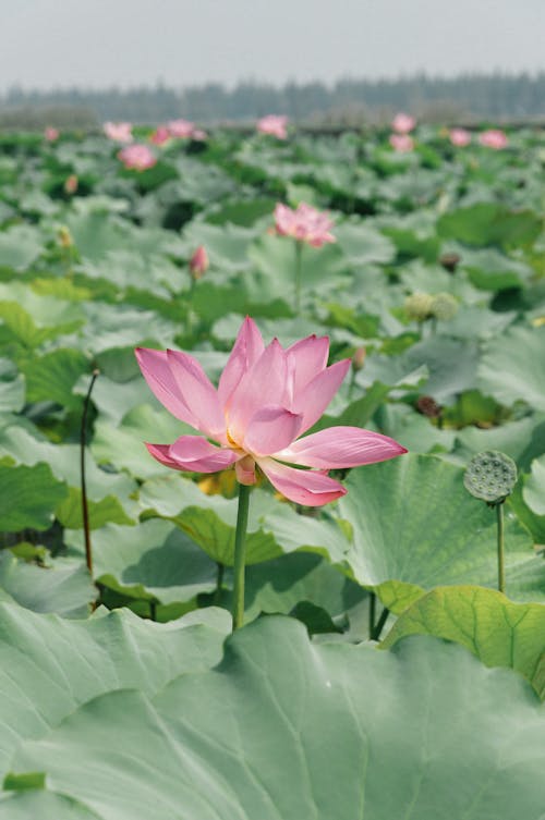 Gratis stockfoto met 'indian lotus', bladeren, bloeien