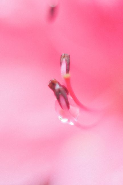 Close-up of a pink flower stamen with blurred background for a soft, dreamy effect.