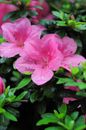 Pink Flower in Macro Shot