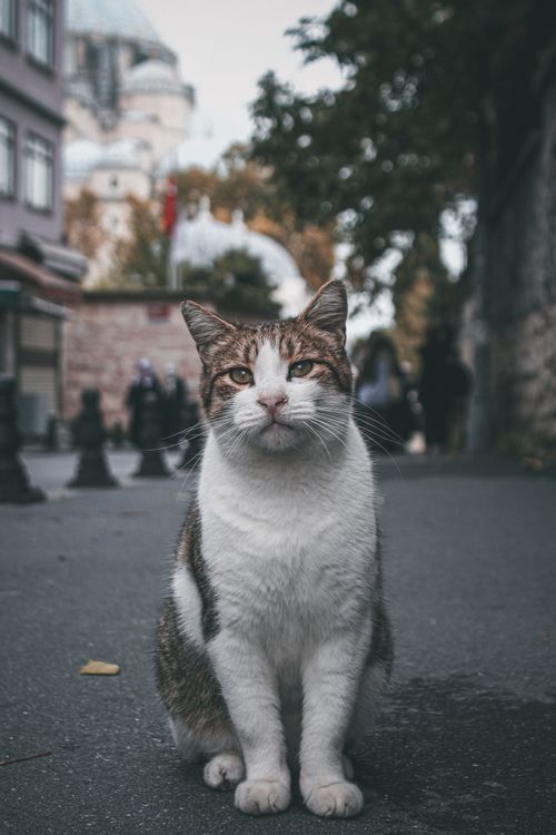 Free Capture of a domestic cat sitting on a city street, exuding charm and curiosity. Stock Photo