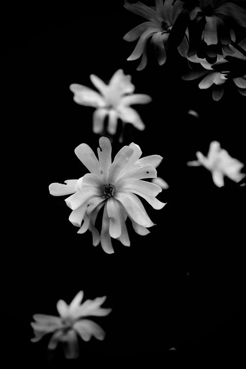 Free Elegant monochrome magnolia flowers in a delicate artistic arrangement. Stock Photo