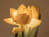 Yellow Flower in Close Up Photography