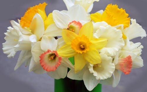 Free stock photo of daffodils