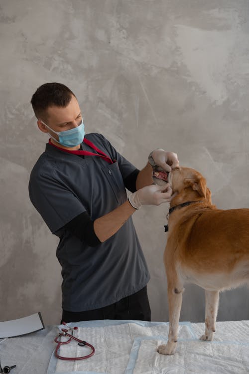 A Man Looking at a Dog's Mouth