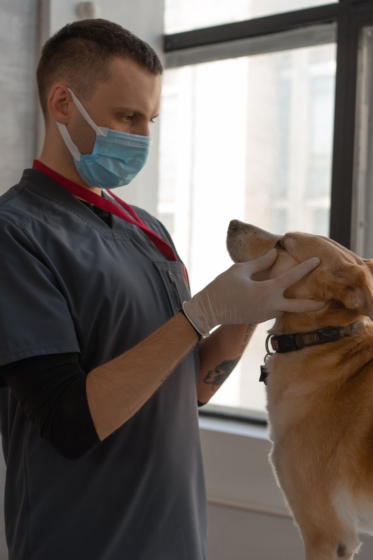 Online Vet for Dogs: How Video Consultations Work and What They Cost
