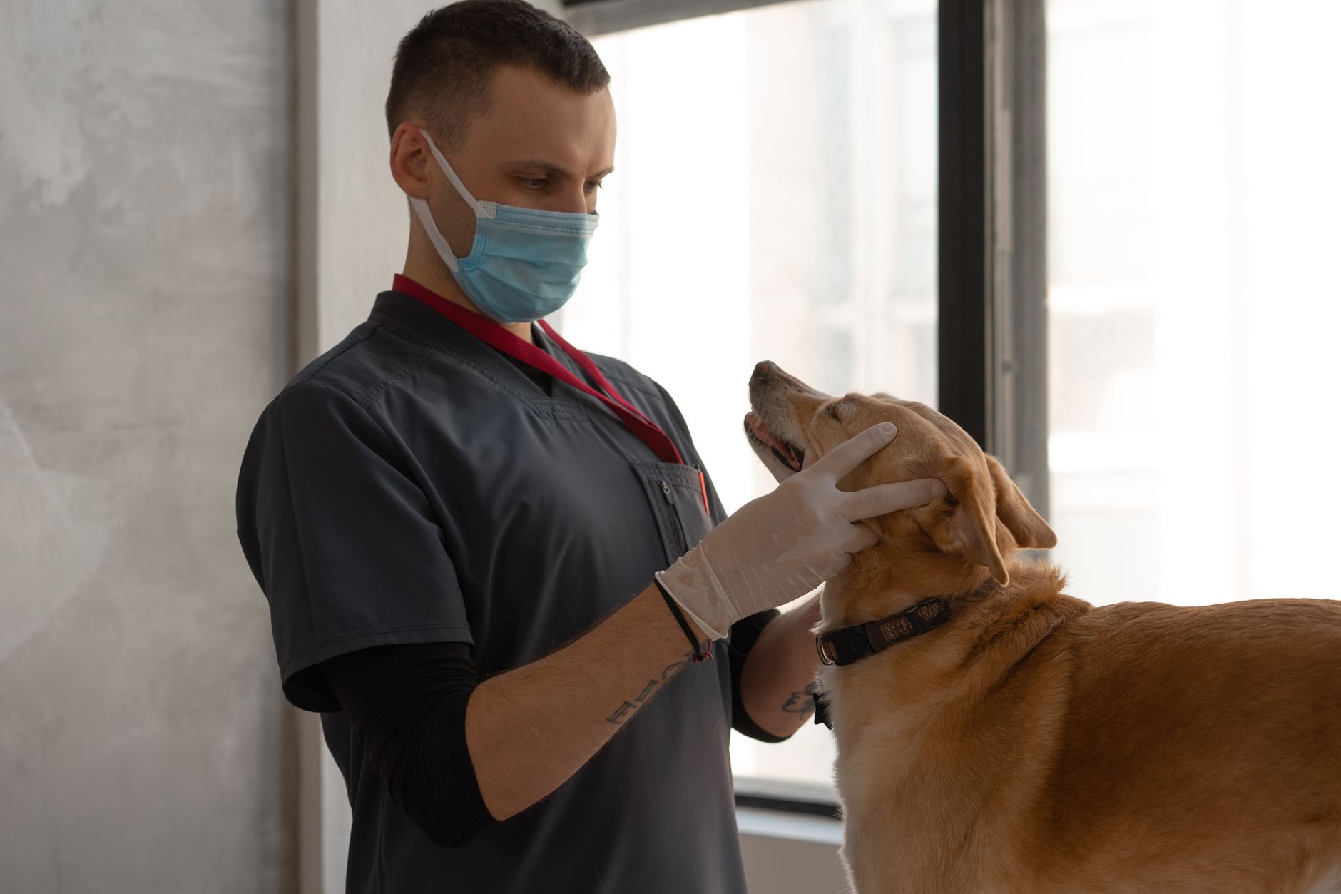 Vet