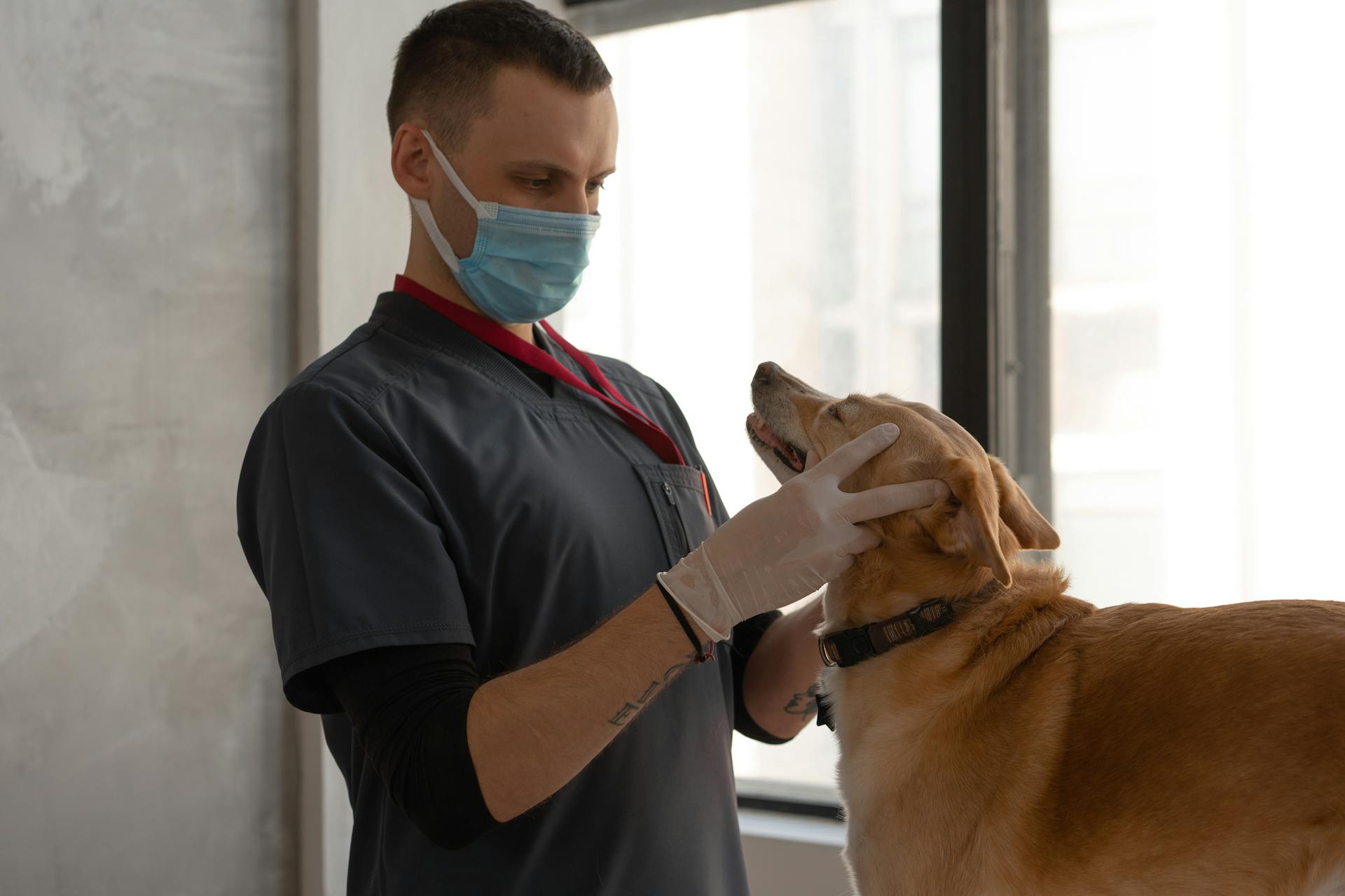 A Doctor Checking the Dog