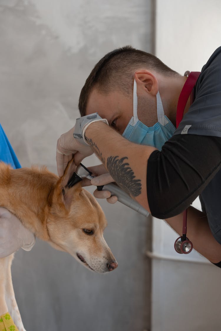 A Doctor Looking At The Dog Ear