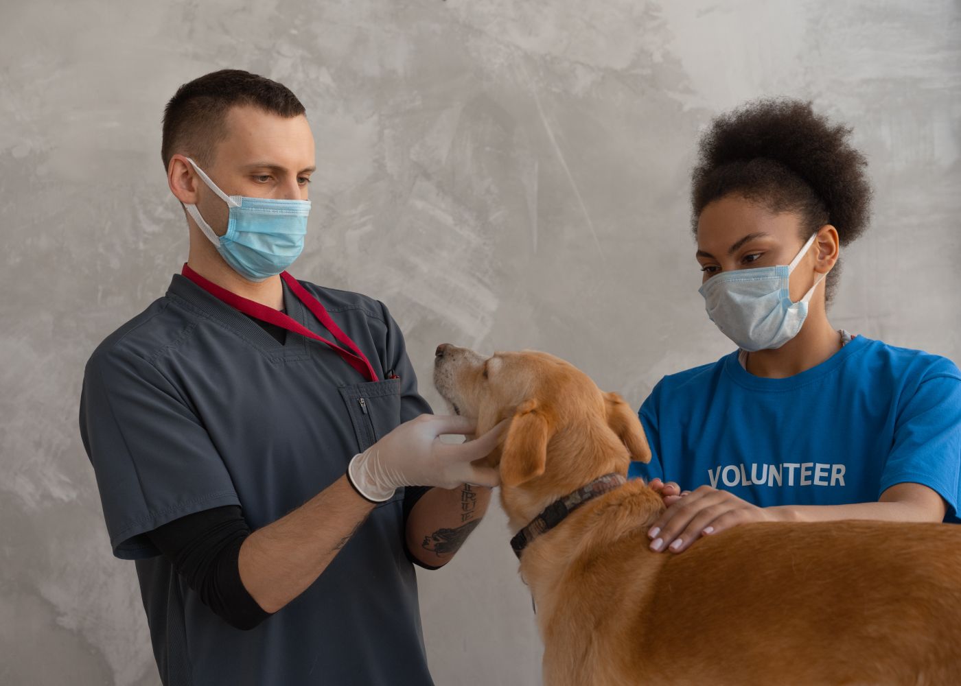 Licensed stock imagery: a veterinary checkup in progress