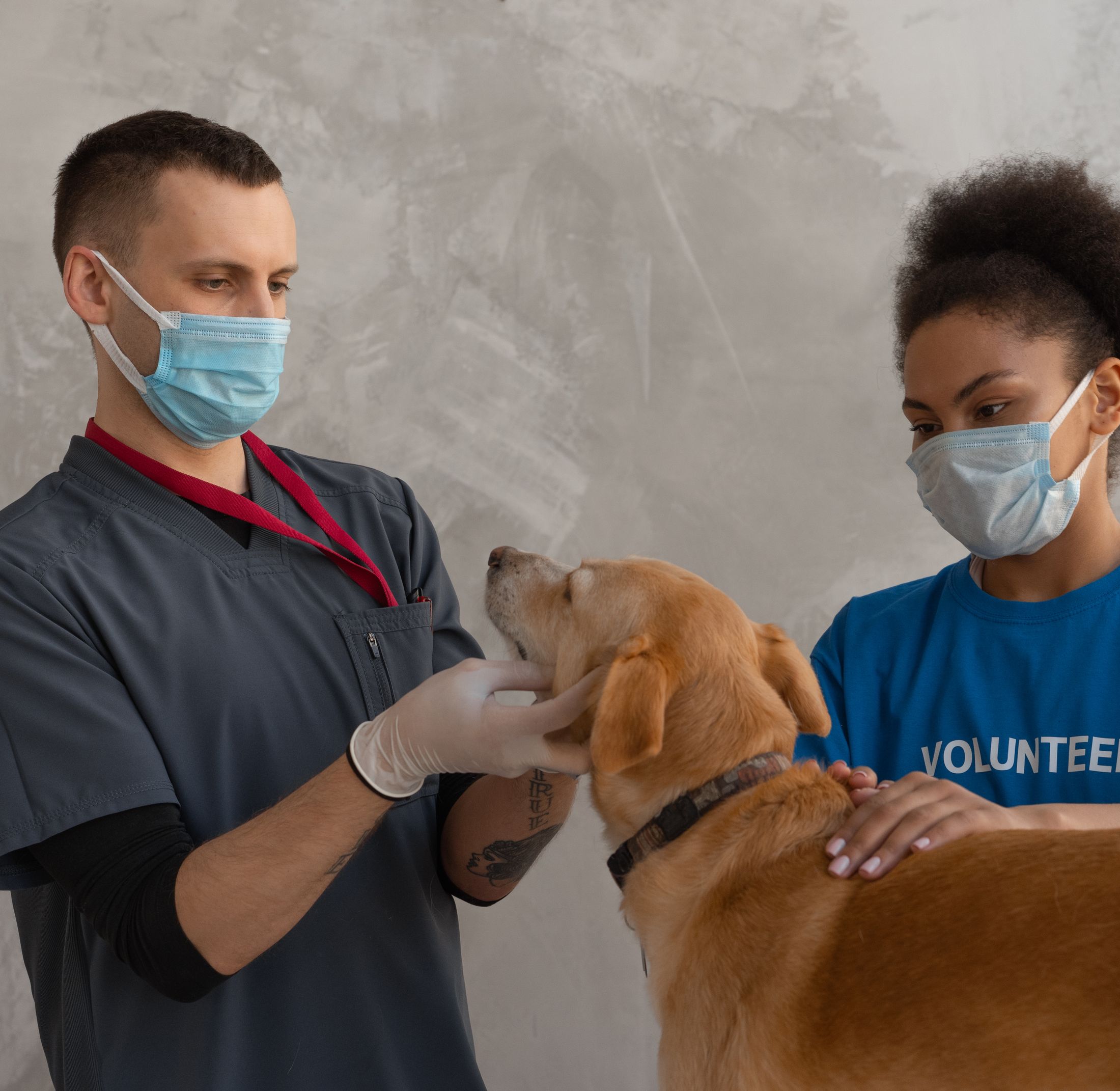 Licensed stock imagery: a veterinarian examining a dog at home