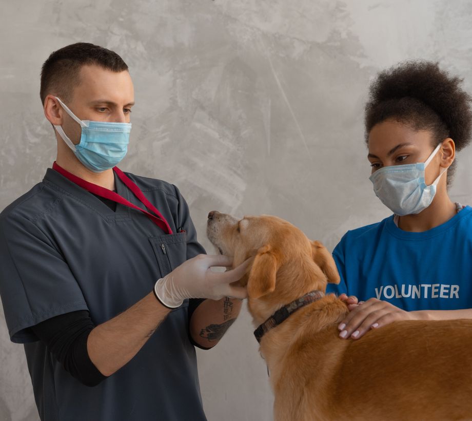 Licensed stock imagery: a veterinary examination