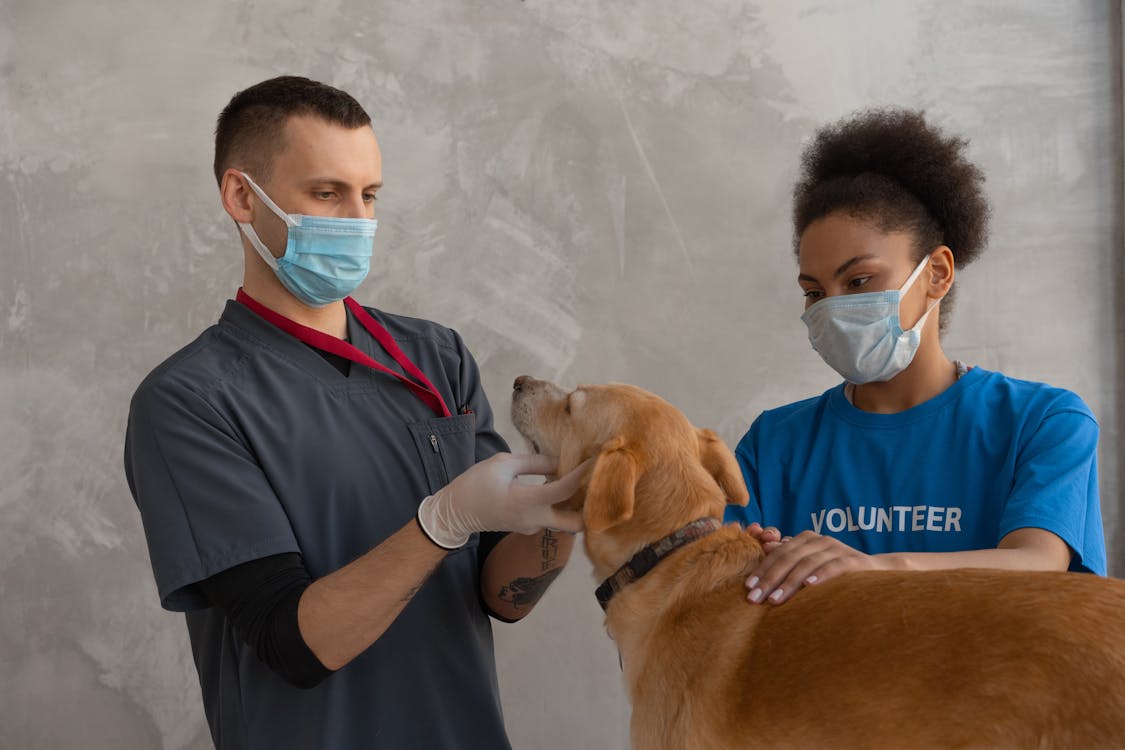 veterinaria master