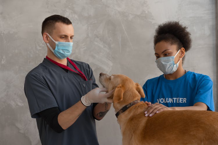 A Dog Having A Checkup On A Veterinary