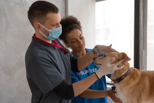 A veterinarian and volunteer care for a dog's health in a clinic setting.