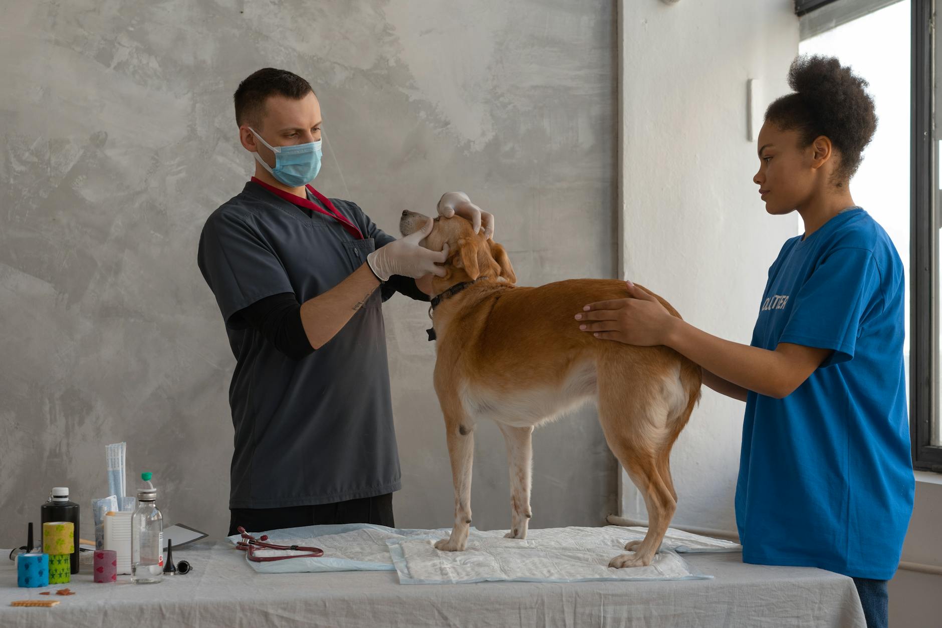Veterinarian examines a dog assisted by a professional in a clinic setting.