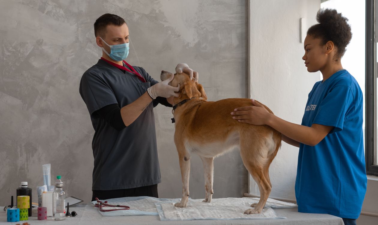 Köpeğin İdeal Kilosu Nasıl Anlaşılır? BCS, Kalori ve Kilo Yönetimi
