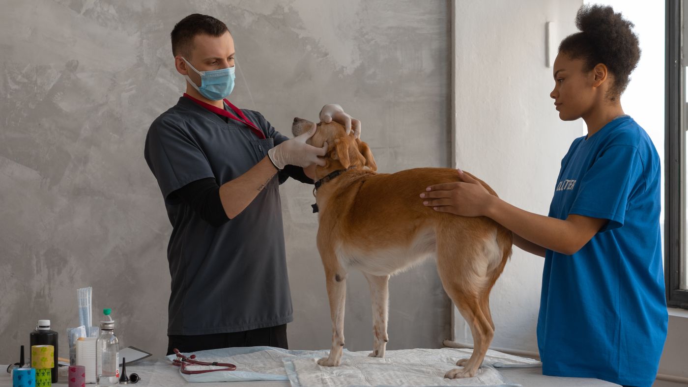 Dog Vaccinations: The Core Schedule Most Owners Don't Fully Understand