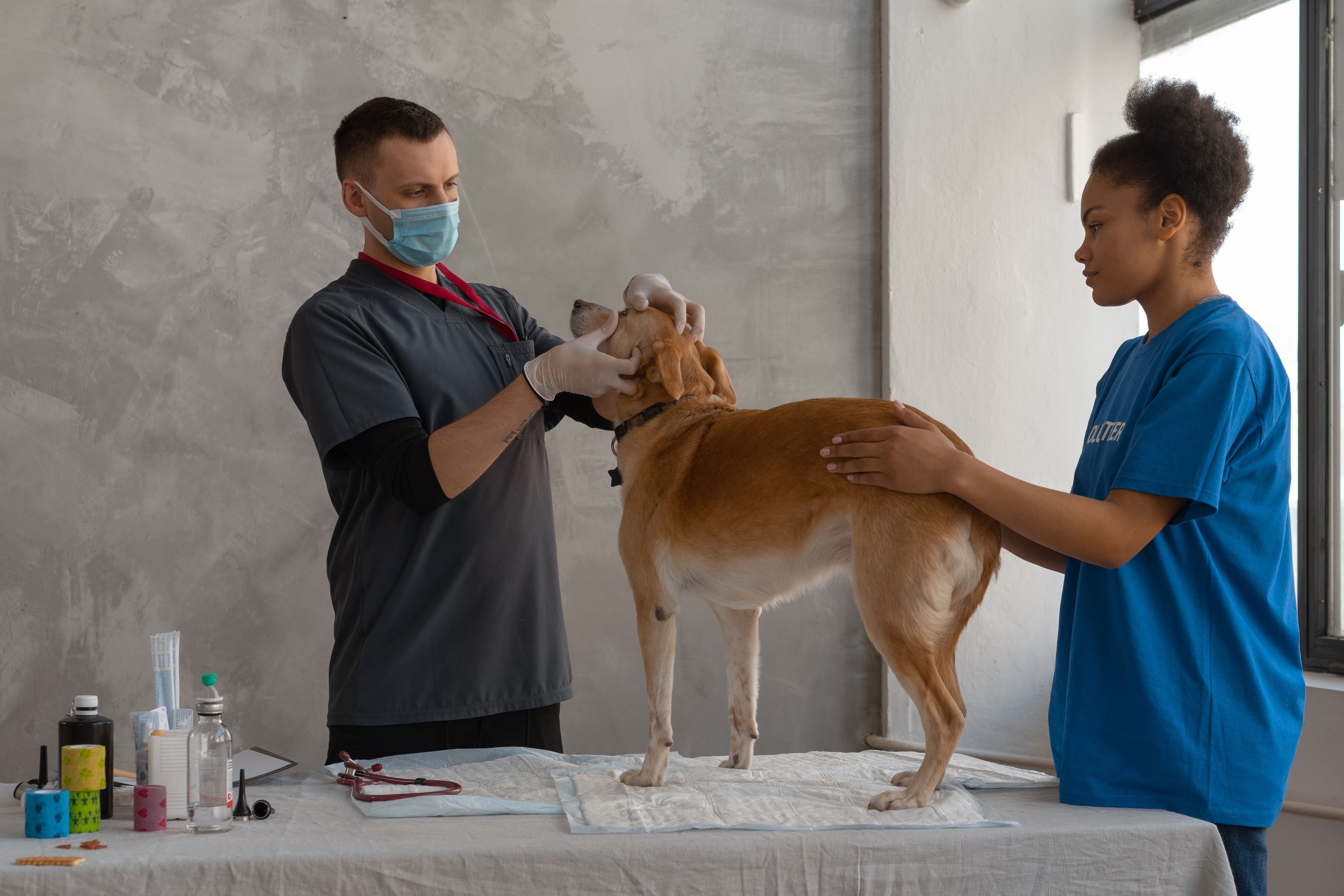 Nina steadying a dog during a checkup