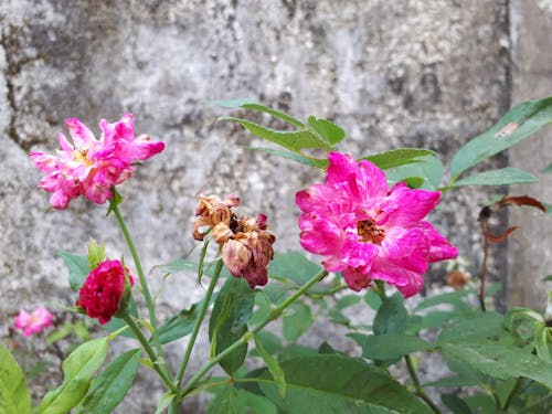 バラの花の無料の写真素材