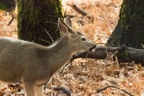 Ảnh lưu trữ miễn phí về con nai, yosemite