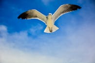 在晴朗的蓝天下，一只海鸥自由而优雅地飞翔