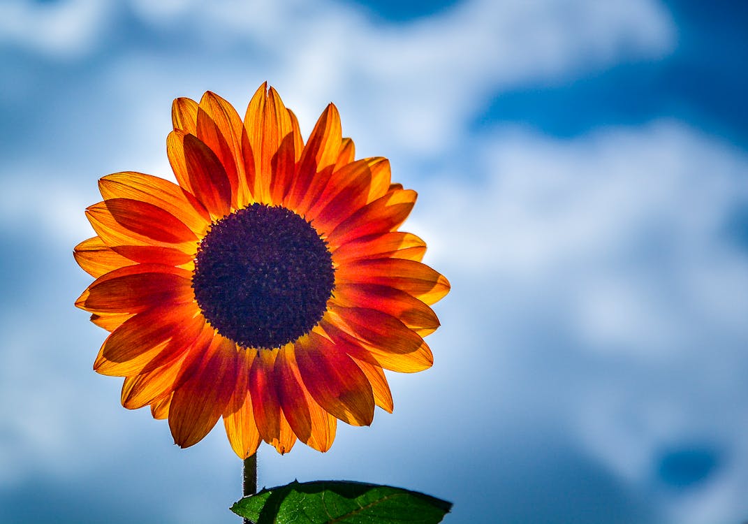 Fotografi Fokus Selektif Bunga Matahari Kuning Yang Sedang Mekar