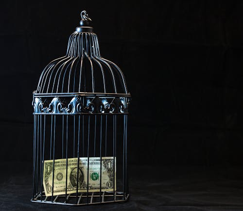 Free Black Steel Pet Cage With One Dollar  Stock Photo