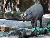 Close-up of North Sulawesi Babirusa