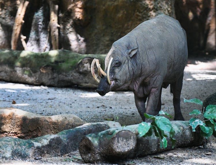 Close-up Of North Sulawesi Babirusa