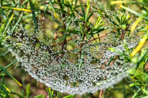Close-up of a Spider in a Web Covered with Water Droplets 