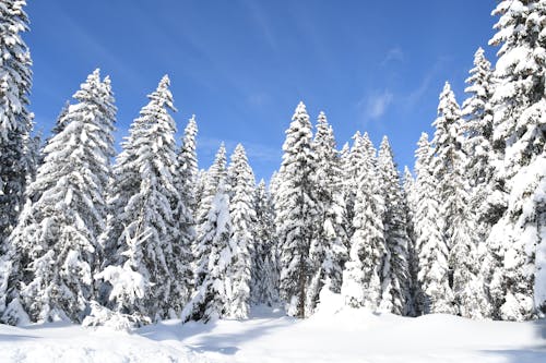 Snow Covered Pine Trees Under Blue Sky