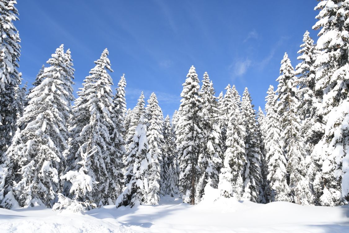 Pine Trees Covered in Snow · Free Stock Photo