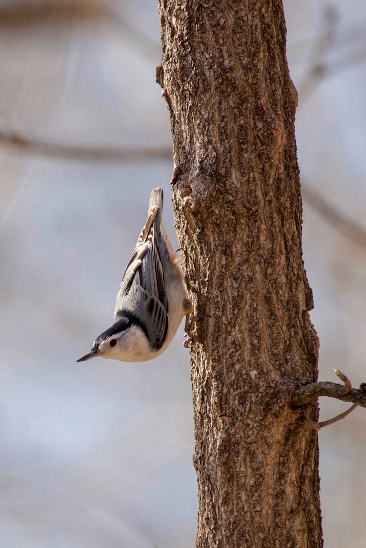 Woodpecker Sitting Tree Trunk