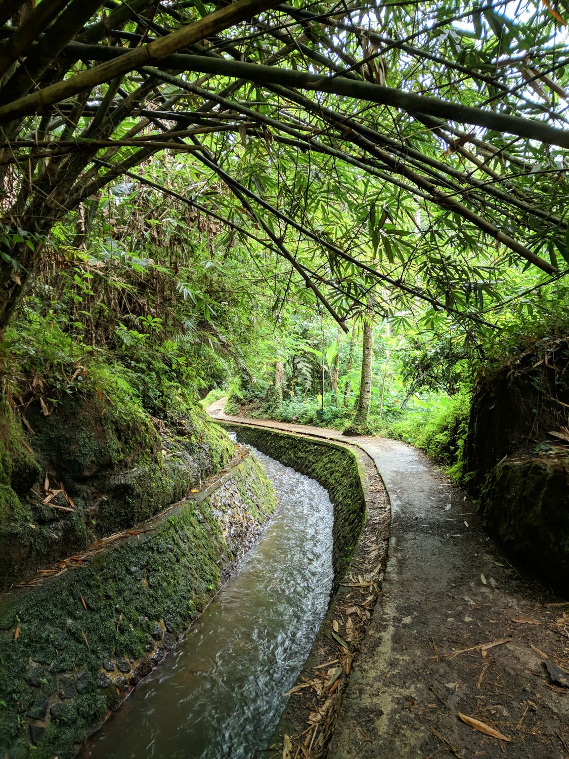 Natural Stream Canals Water Stream Running in Concrete Canal Between Bamboo Trees · Free ...