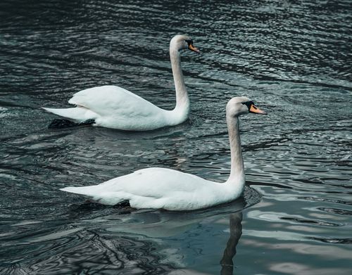 Free Two graceful swans glide gracefully across a sunlit lake, reflecting their pristine beauty in tranquil waters. Stock Photo