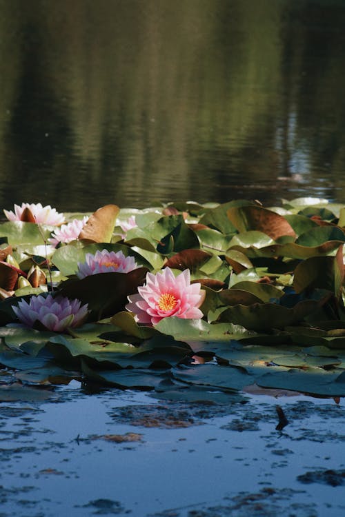 Blooming pink lotus with green leaves on pond in sunlight