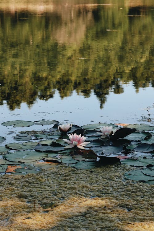 De franc Foto d'estoc gratuïta de aigua, estany, lotus Foto d'estoc