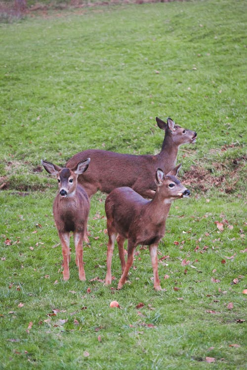 Free stock photo of baby deer, brown, deer