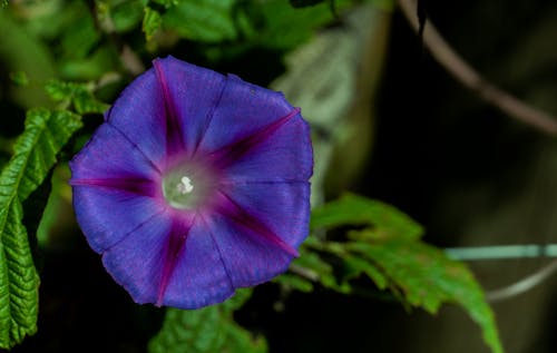 Free stock photo of beautiful flower, blue, blue flowers