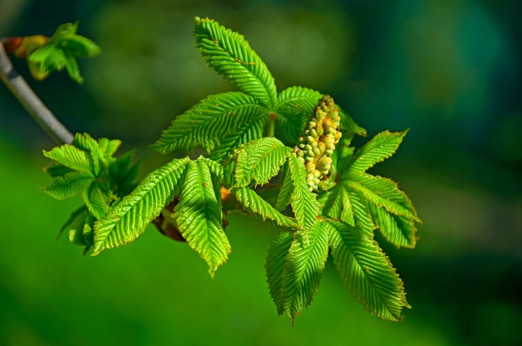 Green Tree Leaves On Blur Background