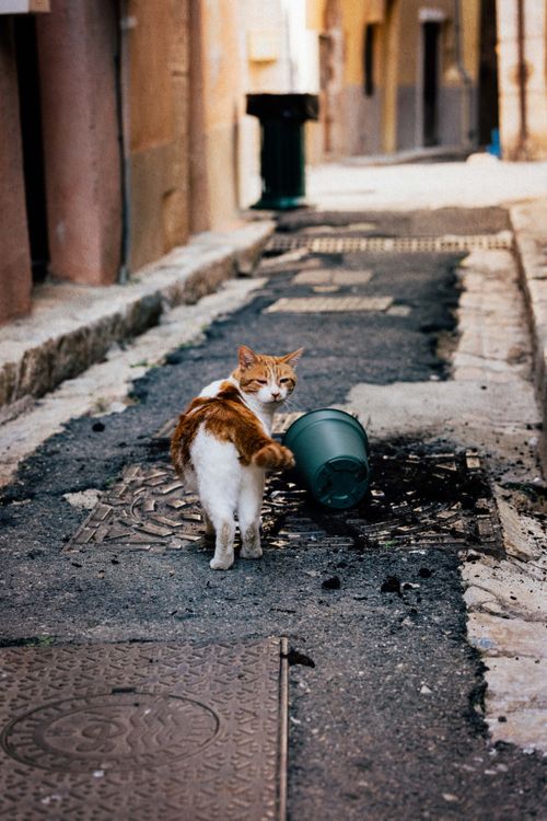 Free A domestic cat standing near a toppled trash bin in an alleyway, evoking a playful urban scene. Stock Photo