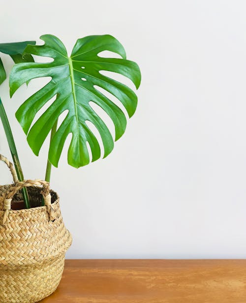 Gratis lagerfoto af #indendørs, Fingerphilodendron, fletkurv