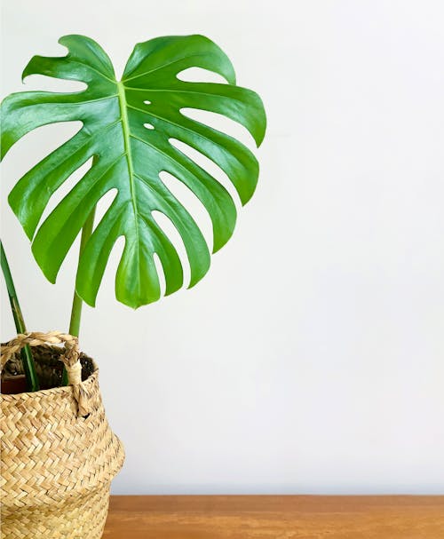 A Potted Swiss Cheese Plant