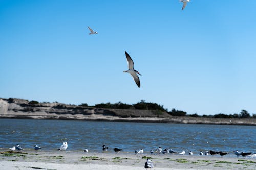Birds Flying over the Seashore