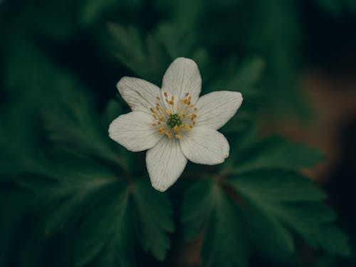 A Close-Up Shot of a Wood Anemone Flower