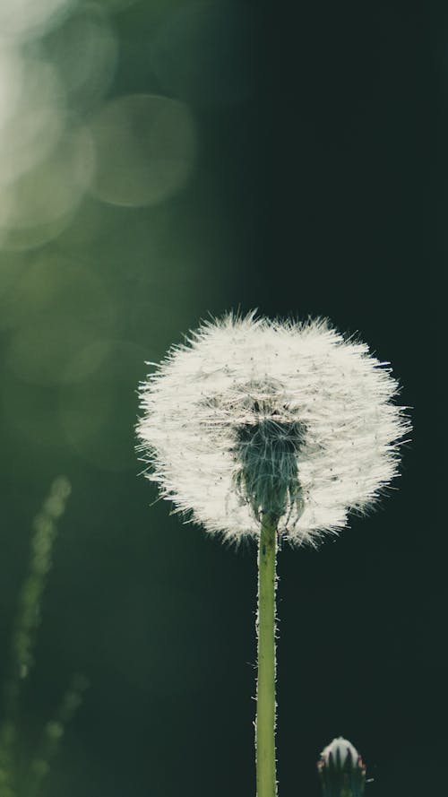 A Dandelion in Close-up Photography