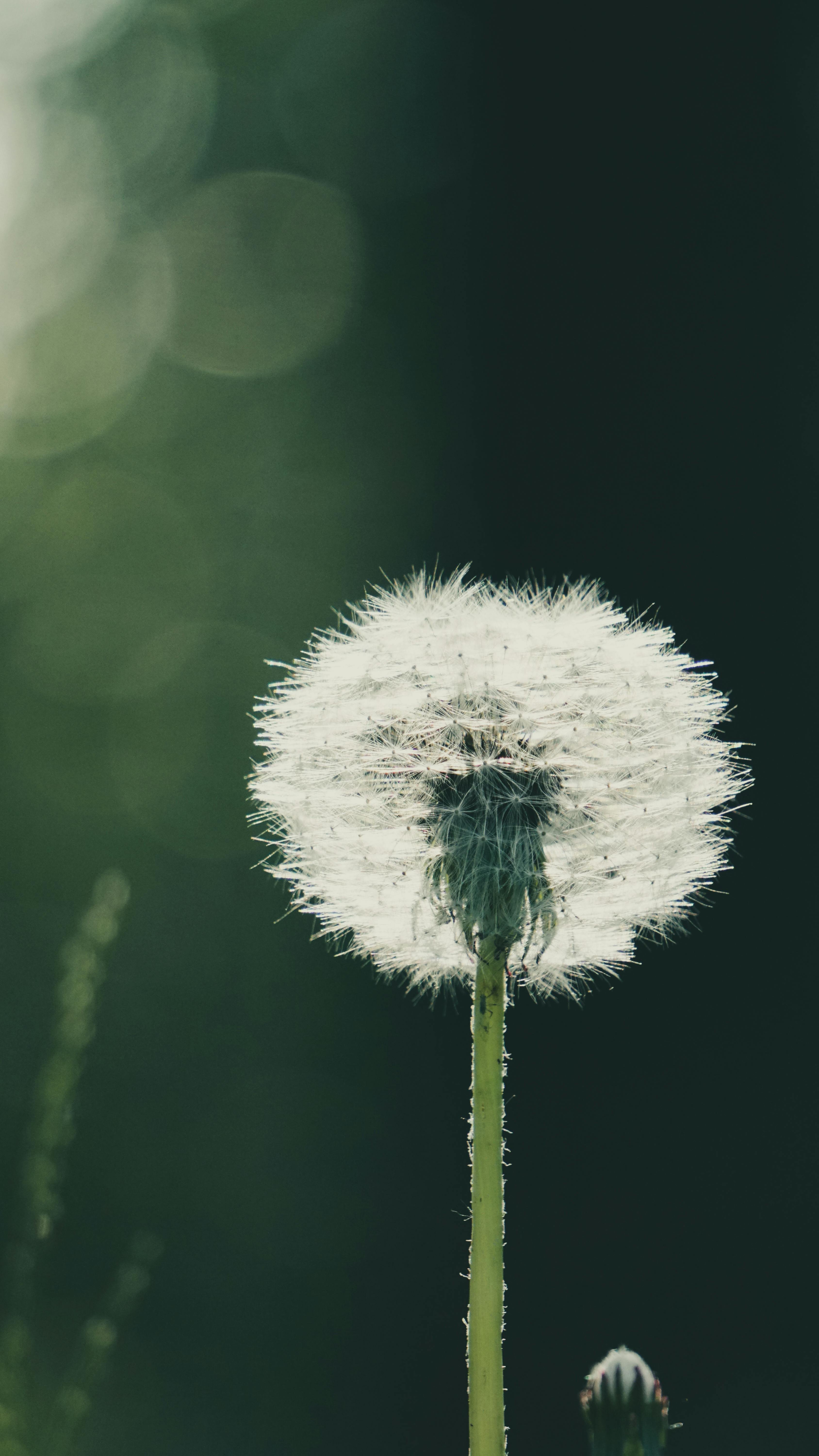 Dandelion Wallpaper With Quote